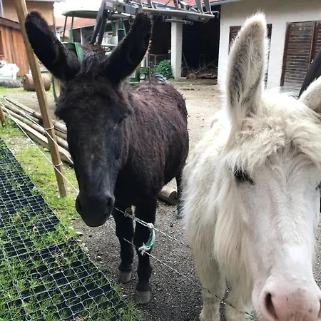 Beim Hofbauer 公寓